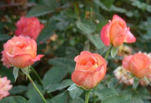 玫瑰花的生长习性及其花语