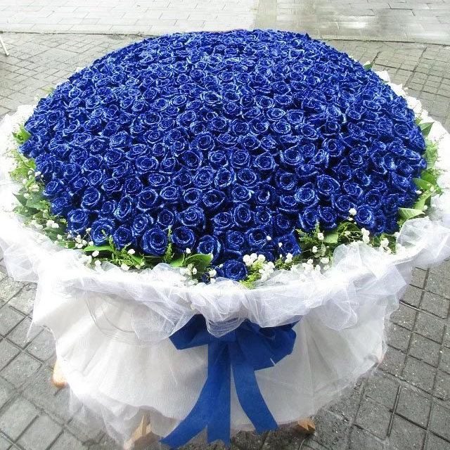 520朵蓝色妖姬，外围配花