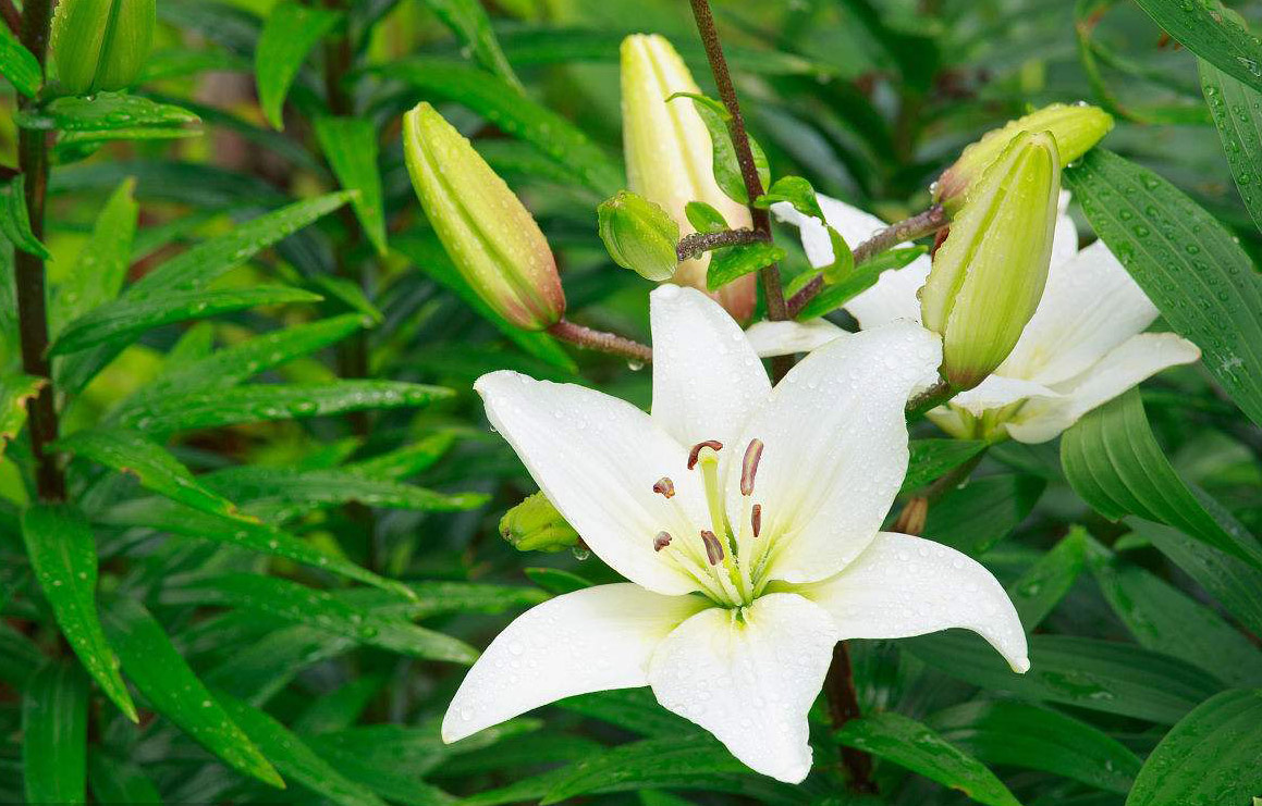 百合花送几朵的寓意(百合花送女孩子几朵合适)