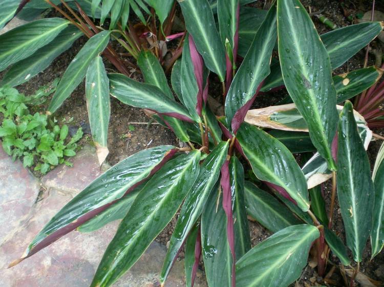 斑叶紫背竹芋图片