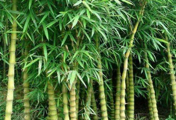 竹子的种类图片及名称图片
