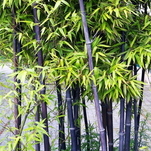 紫竹盆栽的图片大全图片